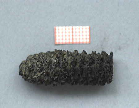 Fragmento carbonizado de olote Zea mays (maíz)