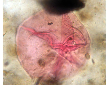 Polen de Zea mays 40x (maíz)