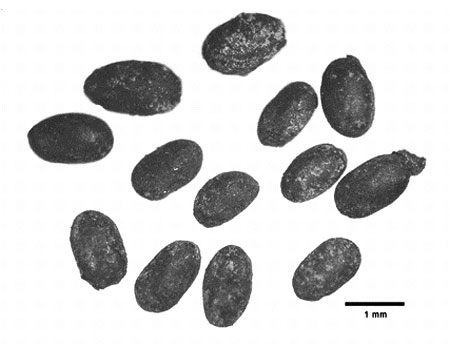 Semillas carbonizadas de Salvia sp. (chia)